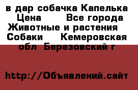 в дар собачка Капелька › Цена ­ 1 - Все города Животные и растения » Собаки   . Кемеровская обл.,Березовский г.